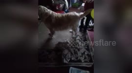 Newsflare Edit - Balloon attached to Dog through Static Electricity