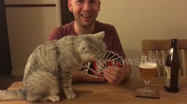 Cat joins in with card game
