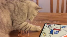 Attention seeking cat ruins Monopoly game