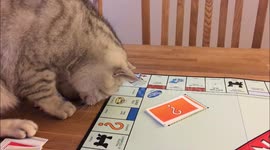 Attention seeking cat ruins Monopoly game