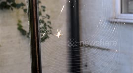 The web