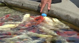 Man bottle feeds Carp in Thailand