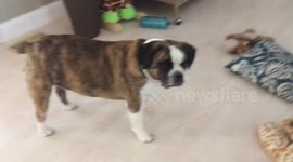 Dog waits patiently