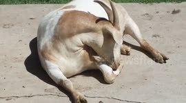 Goat Recovers from Rough Night