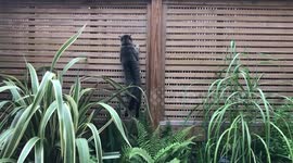 Cat climbs wood fence