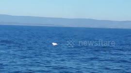 Amazing Whale Jumps and Waving Hello Monterey Usa