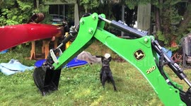 Cute bullmastiff and frenchbulldog playing together
