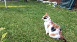 Stand off between cat and rabbit