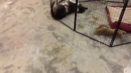 Dog Sleeps Weirdly