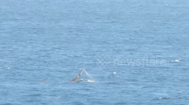 Humpback Wale Cow playing with breaching Calf off Amanzimtoti