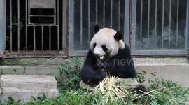 大熊猫轻而易举啃食竹子,像是人啃甘蔗一样容易