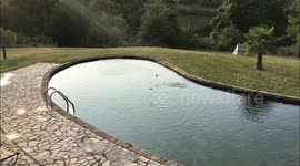Swallows drinking and bathing in a swimming pond