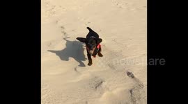 Extremely cute Dachshund puppy running on the beach in slow motion