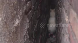 Firefighters rescue dog trapped between two walls