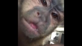 Monkey (Gunner) vs cell phone camera