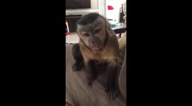 Monkey chewing gum, wants belly tickle