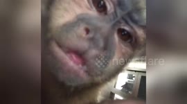 Newsflare Edit - Monkey (Gunner) vs cell phone camera