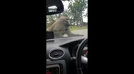 monkeybuisness