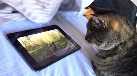 Very cute,, gorgeous cat transfixed by birds — on an iPad