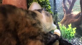 Cat tries to eat fish in tank