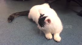Supercute Black and white medium-haired kitten