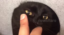 Two Lovely Shy Black Cats