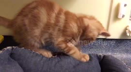 TINY nine week old ginger tabby kitten