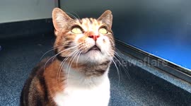 A beautiful cat