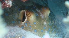 Bluespotted Ribbontail Ray, from Indonesia