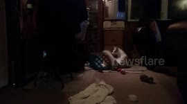 Spinnig Fox
