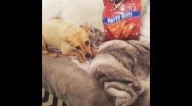 Olive the dog Protecting the doritos!!