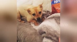 This dog doesn't want to share his Doritos