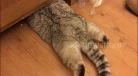 Flat as a pancake cat