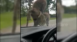 UK safari park trip turns awkward as baboons mate on family car bonnet
