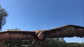 Impressive slow motion close up footage of birds of prey flying by