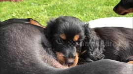 Cute little Dachshund puppy suckling