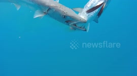 Barracuda attacking fisherman's catch