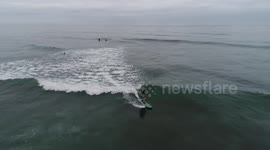 Humpback Whale  8 7 17