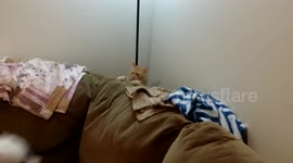 Dog and kitten play peekaboo