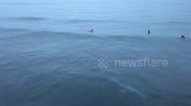 Humpback Whale  8 7 17