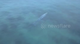 Young whale swims metres from surfers