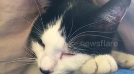 Cat love  — under cover cat