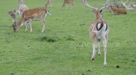 Deer in Dunham Massey