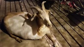 Goat is Shamed into Joining Fitness Club