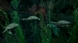 Painted Batagur in Chester Zoo
