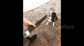 Puppy 'fights' leaf blower