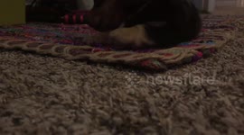 Viciously attacked by puppy