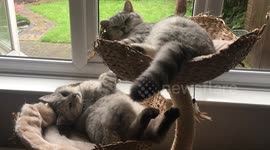 Gorgeous twin cats wake up together