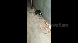 Rat rolls on ground to escape being caught by cat