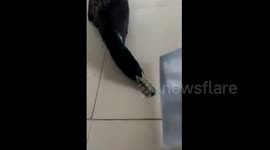 Duck plays dead when it sees knife